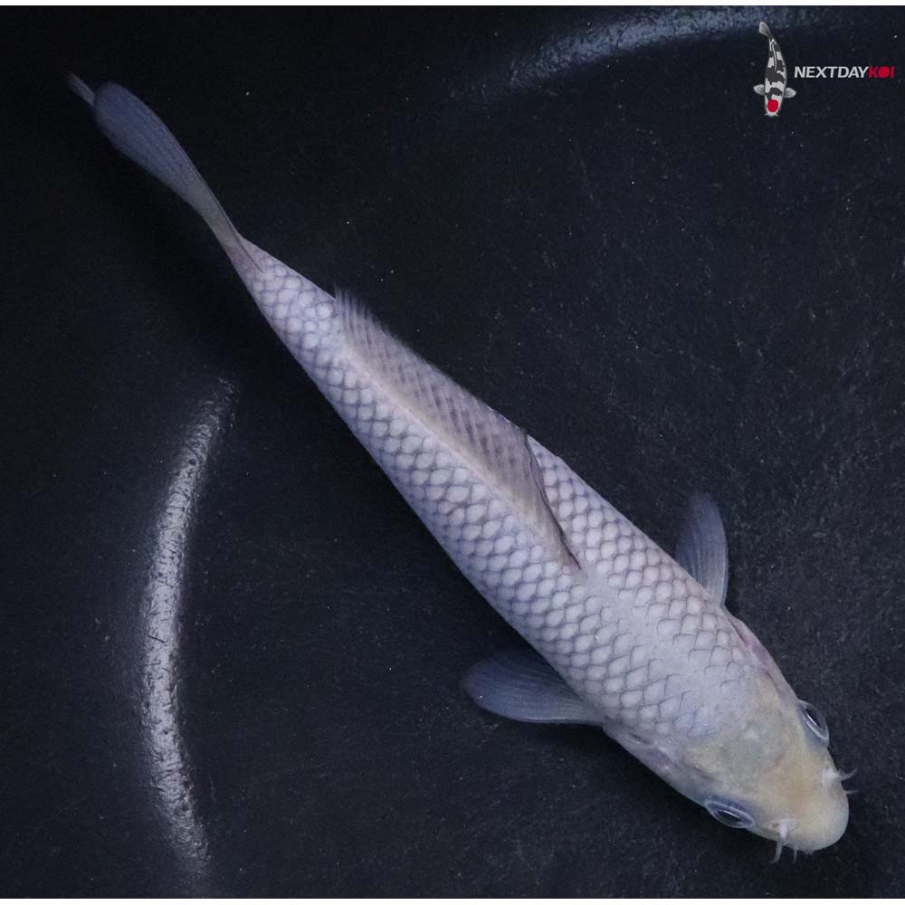 5” Imported Soragoi