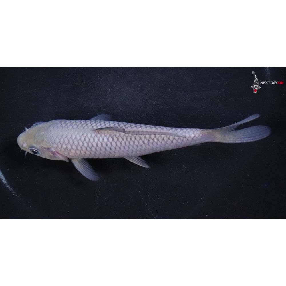 5” Imported Soragoi