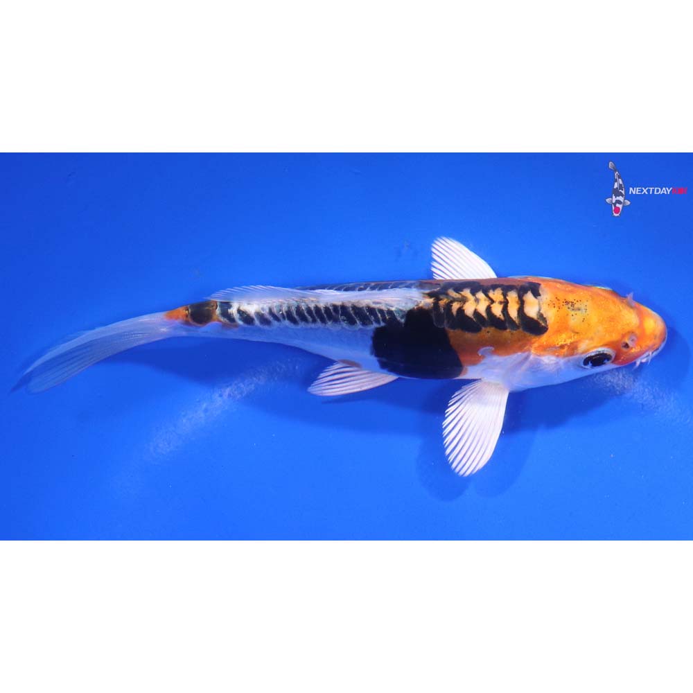 5.5” Imported Heisei Nishiki