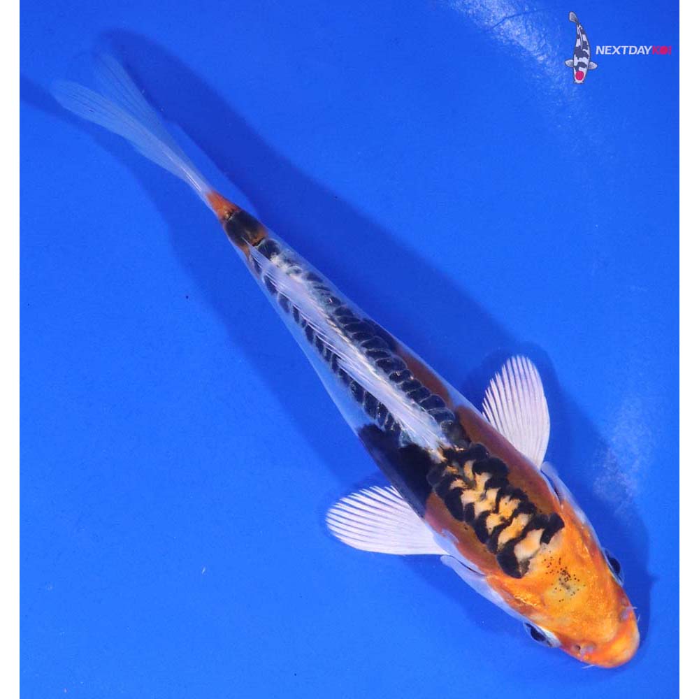 5.5” Imported Heisei Nishiki