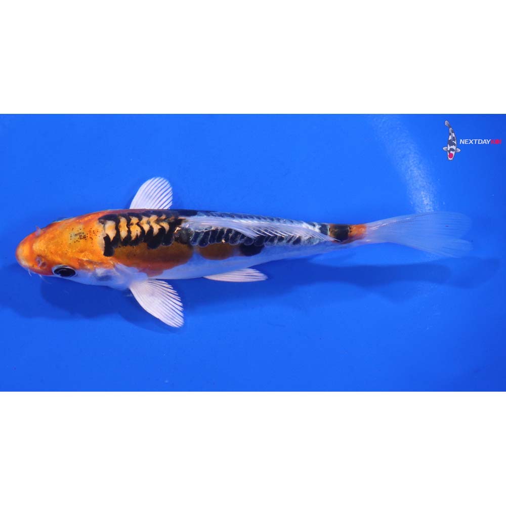 5.5” Imported Heisei Nishiki