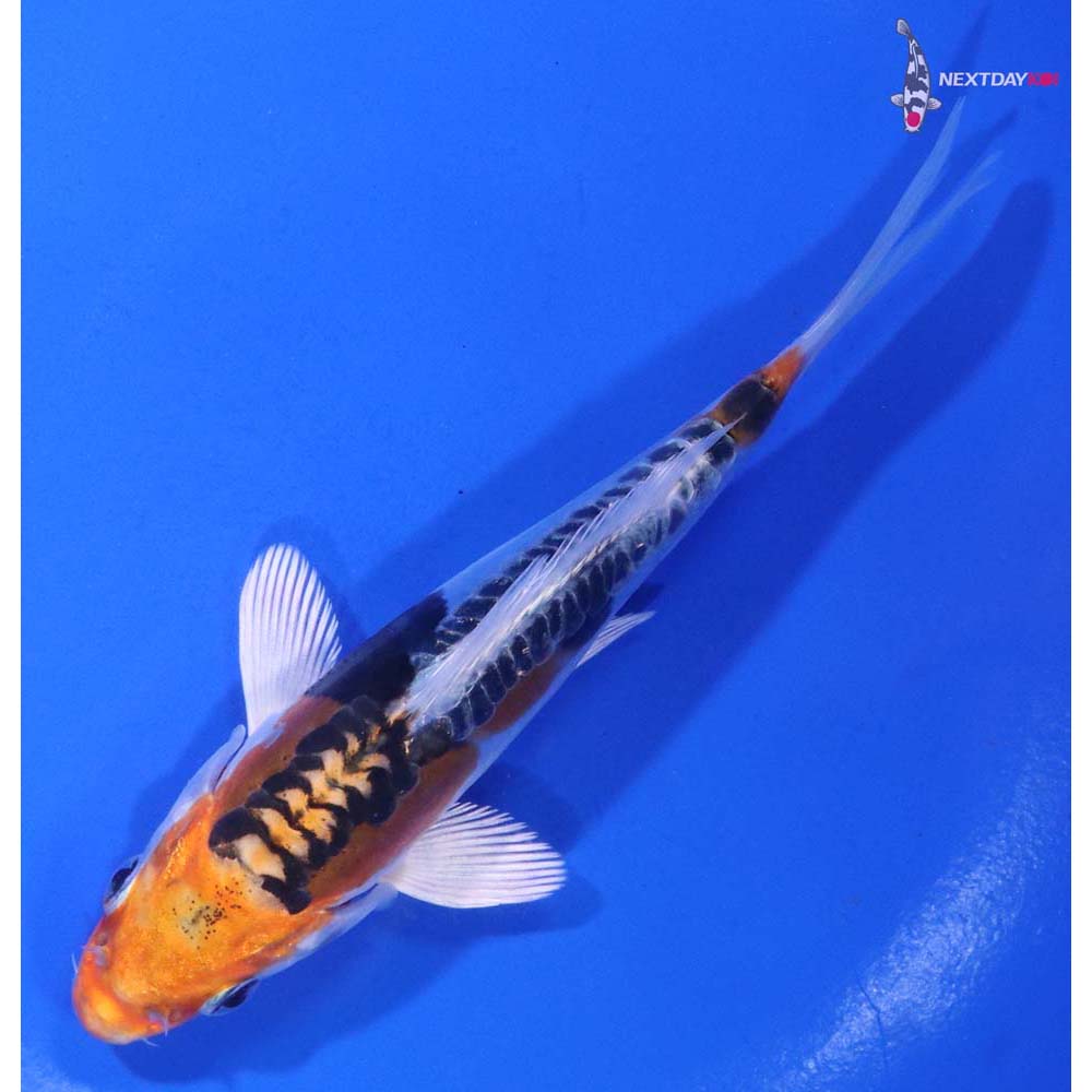 5.5” Imported Heisei Nishiki