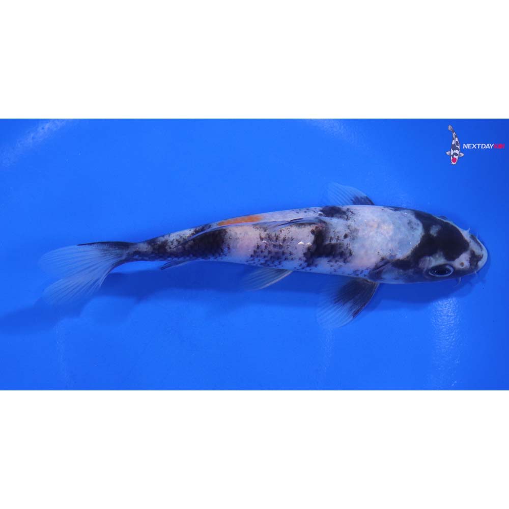 5.5” Imported Showa