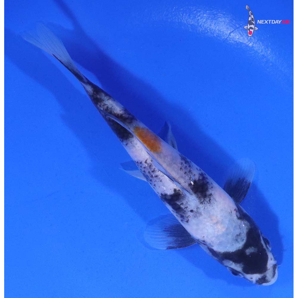 5.5” Imported Showa