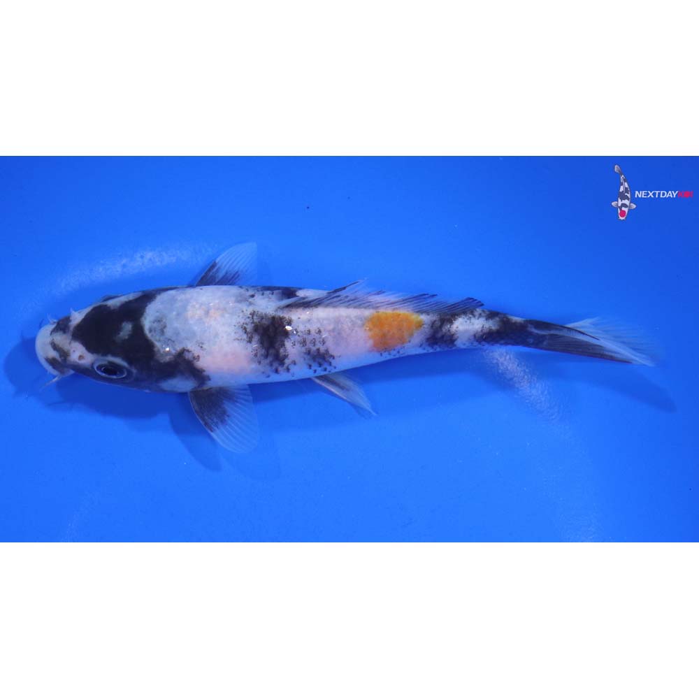 5.5” Imported Showa