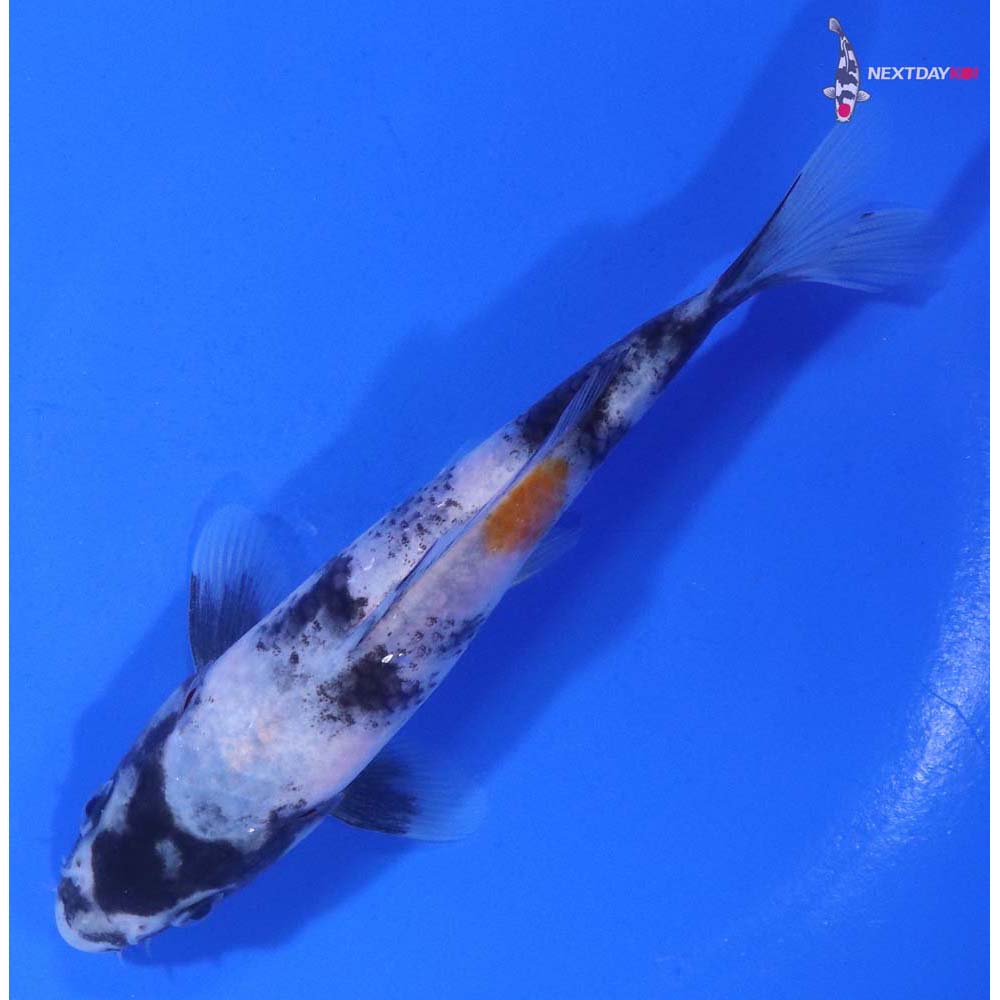 5.5” Imported Showa