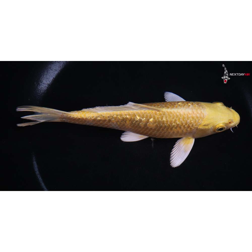 6” Imported Gin Rin Yamabuki Ogon