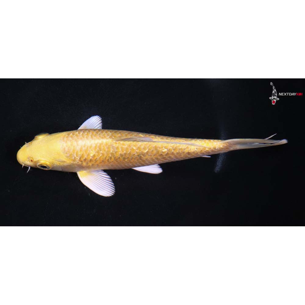 6” Imported Gin Rin Yamabuki Ogon
