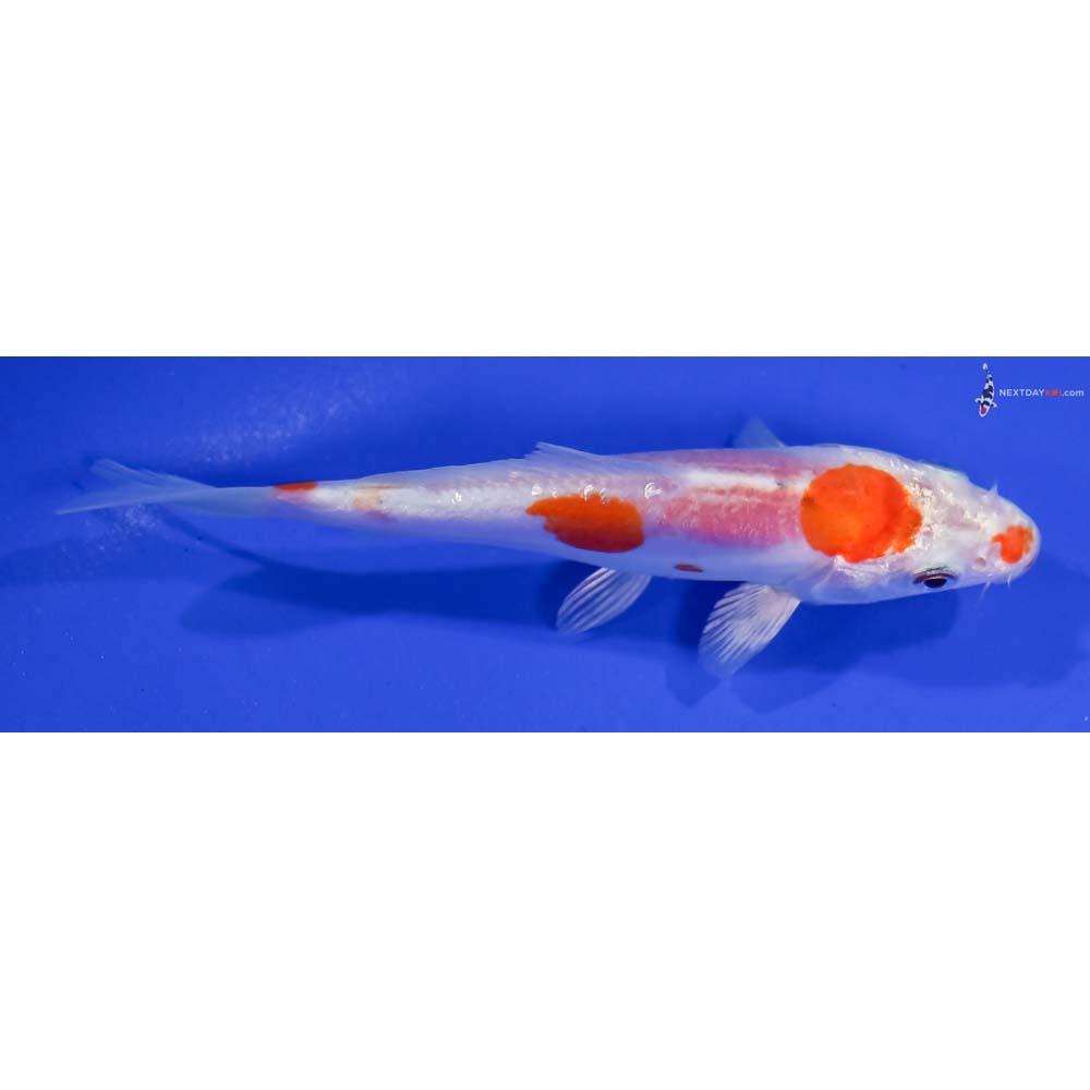4.5” Imported Kikusui