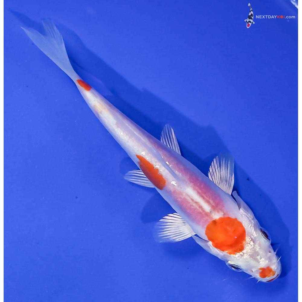 4.5” Imported Kikusui
