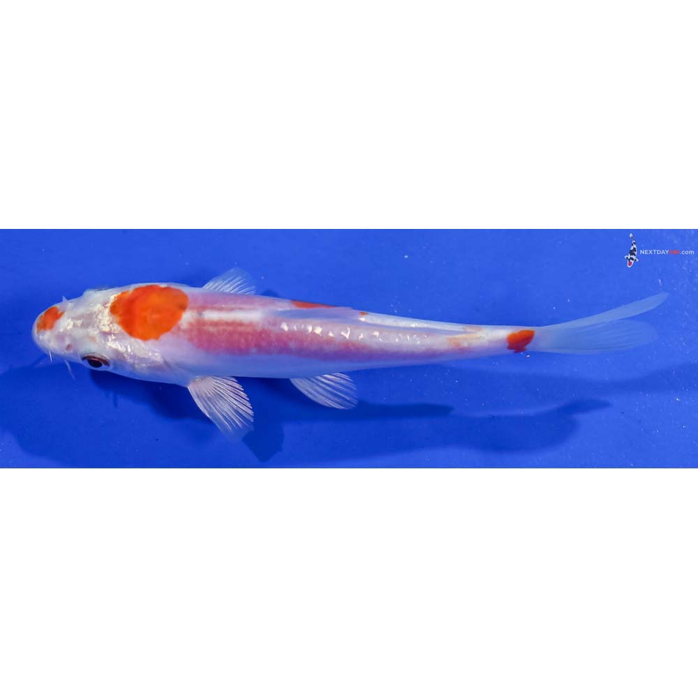 4.5” Imported Kikusui