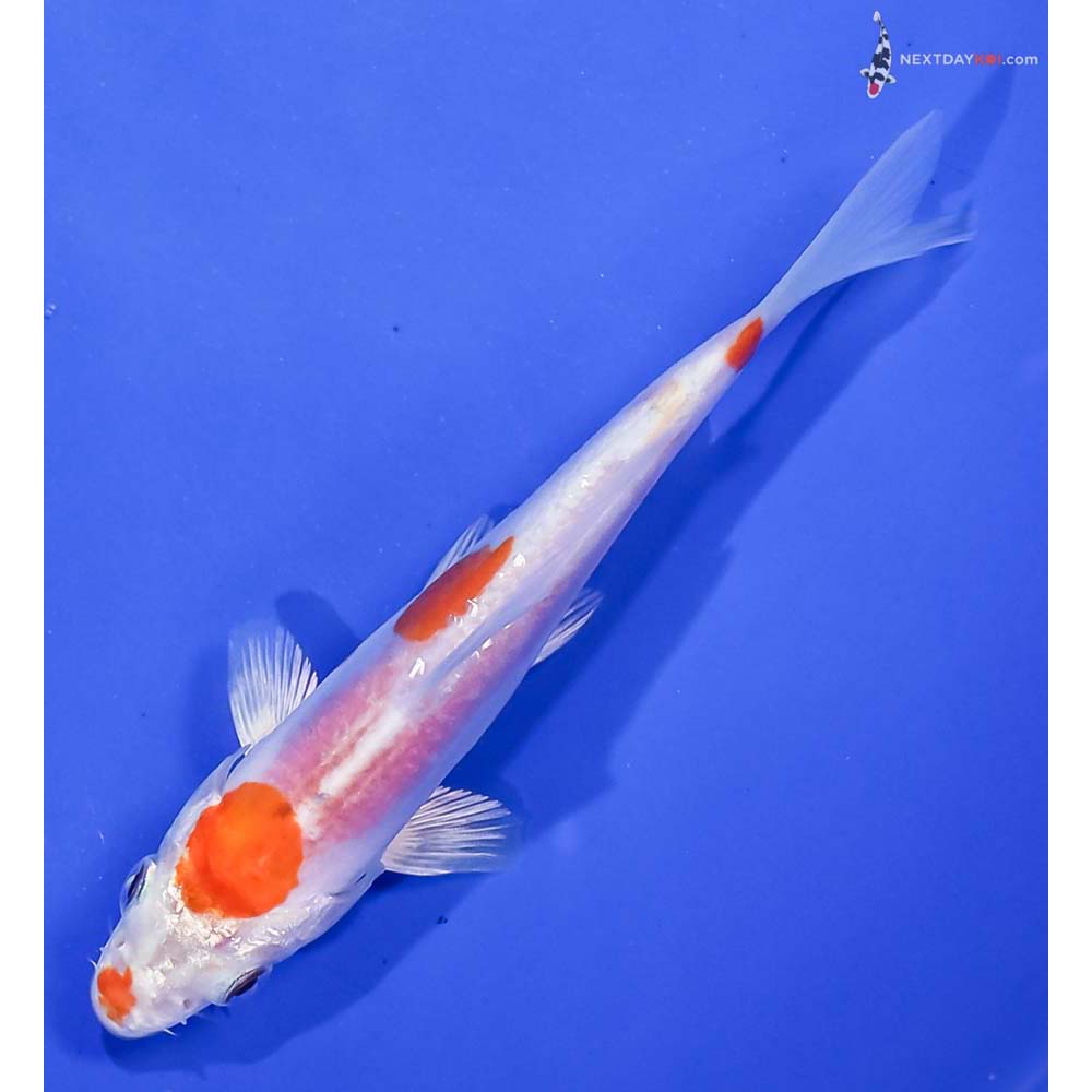 4.5” Imported Kikusui
