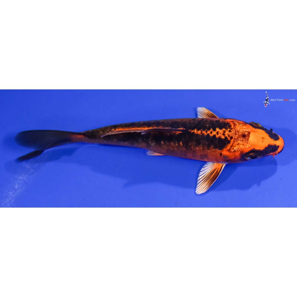 4.5” Imported Orenji Matsuba