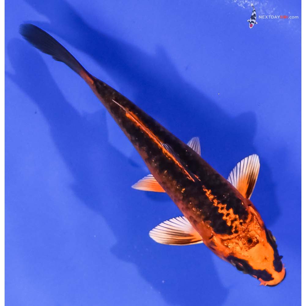 4.5” Imported Orenji Matsuba