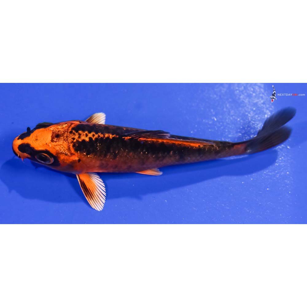 4.5” Imported Orenji Matsuba