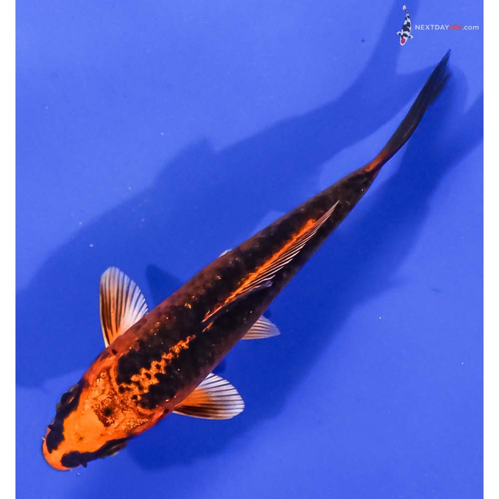 4.5” Imported Orenji Matsuba
