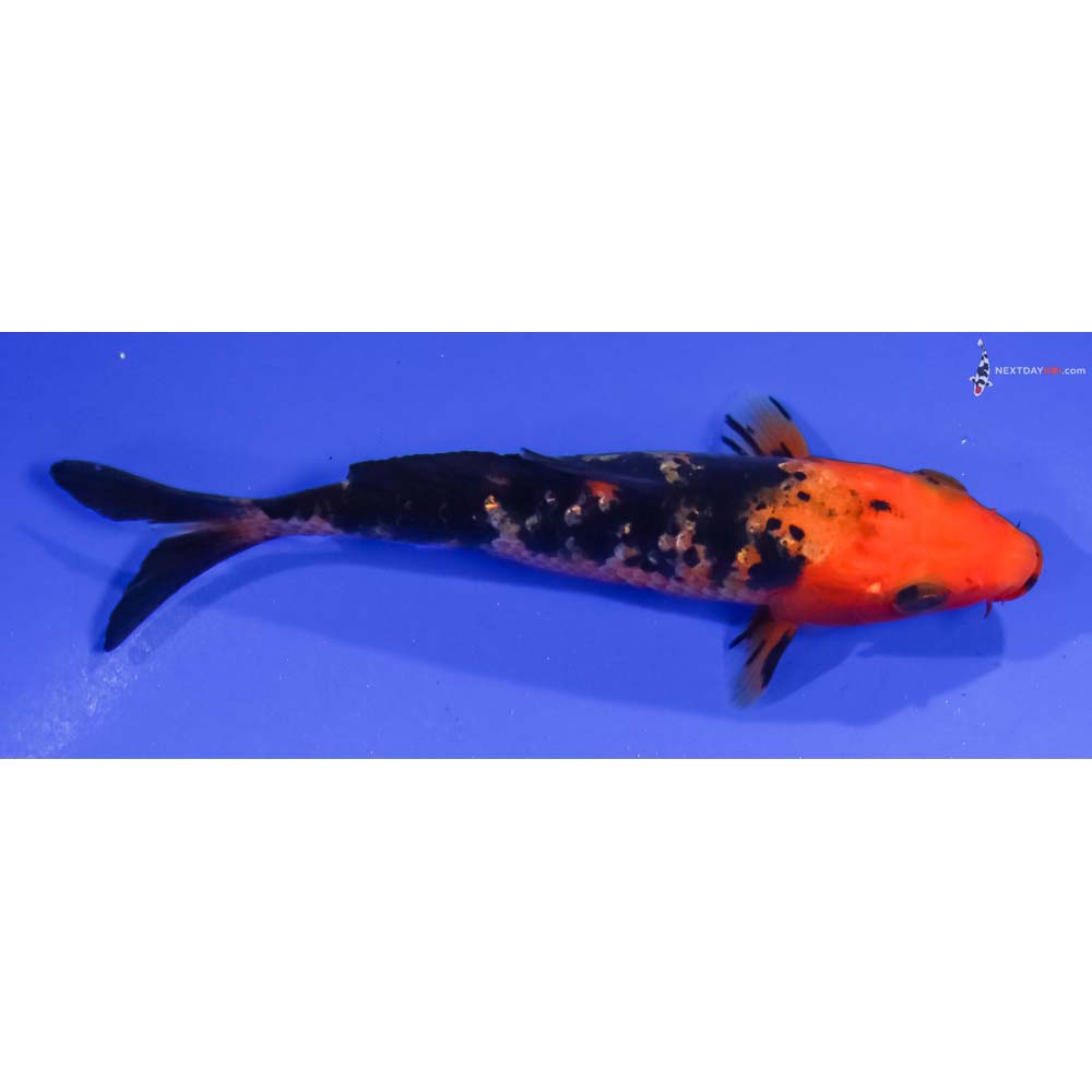 4.5” Imported Aka Bekko