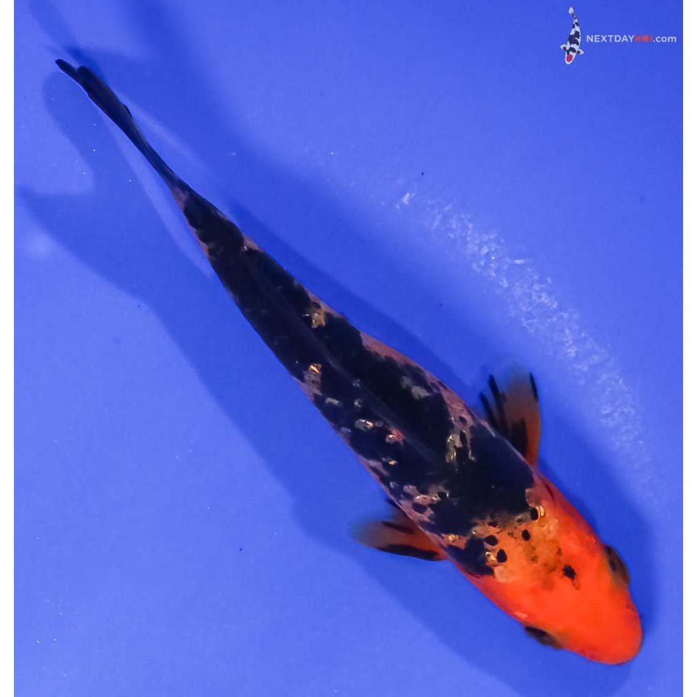 4.5” Imported Aka Bekko