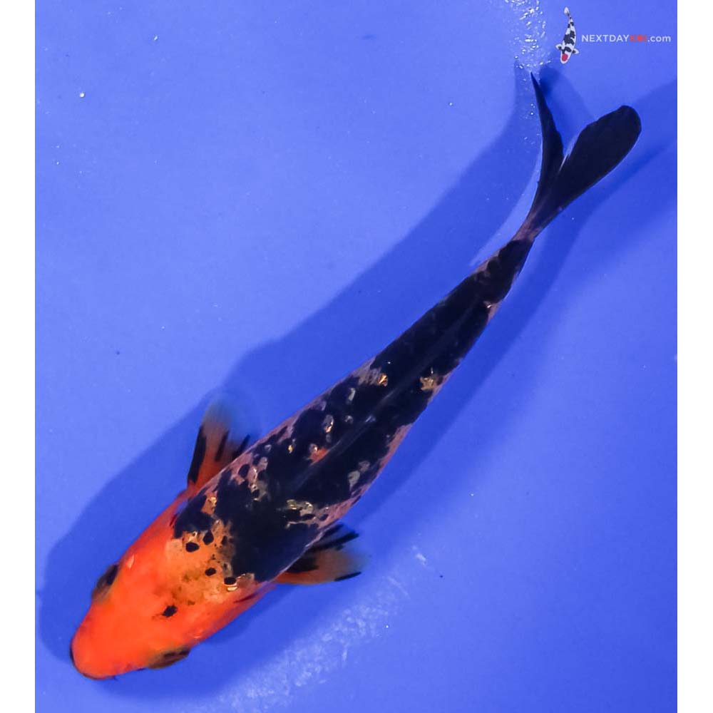 4.5” Imported Aka Bekko