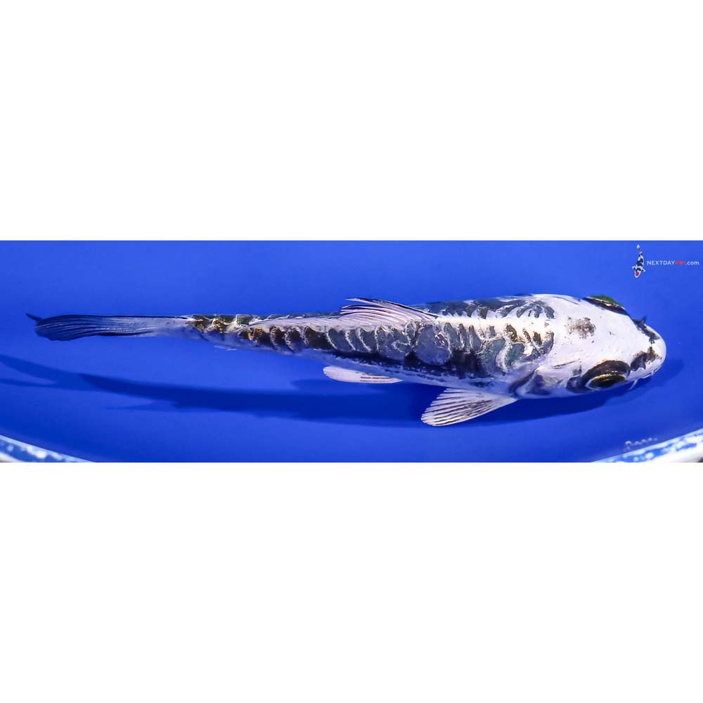 4” Imported Kikokuryu