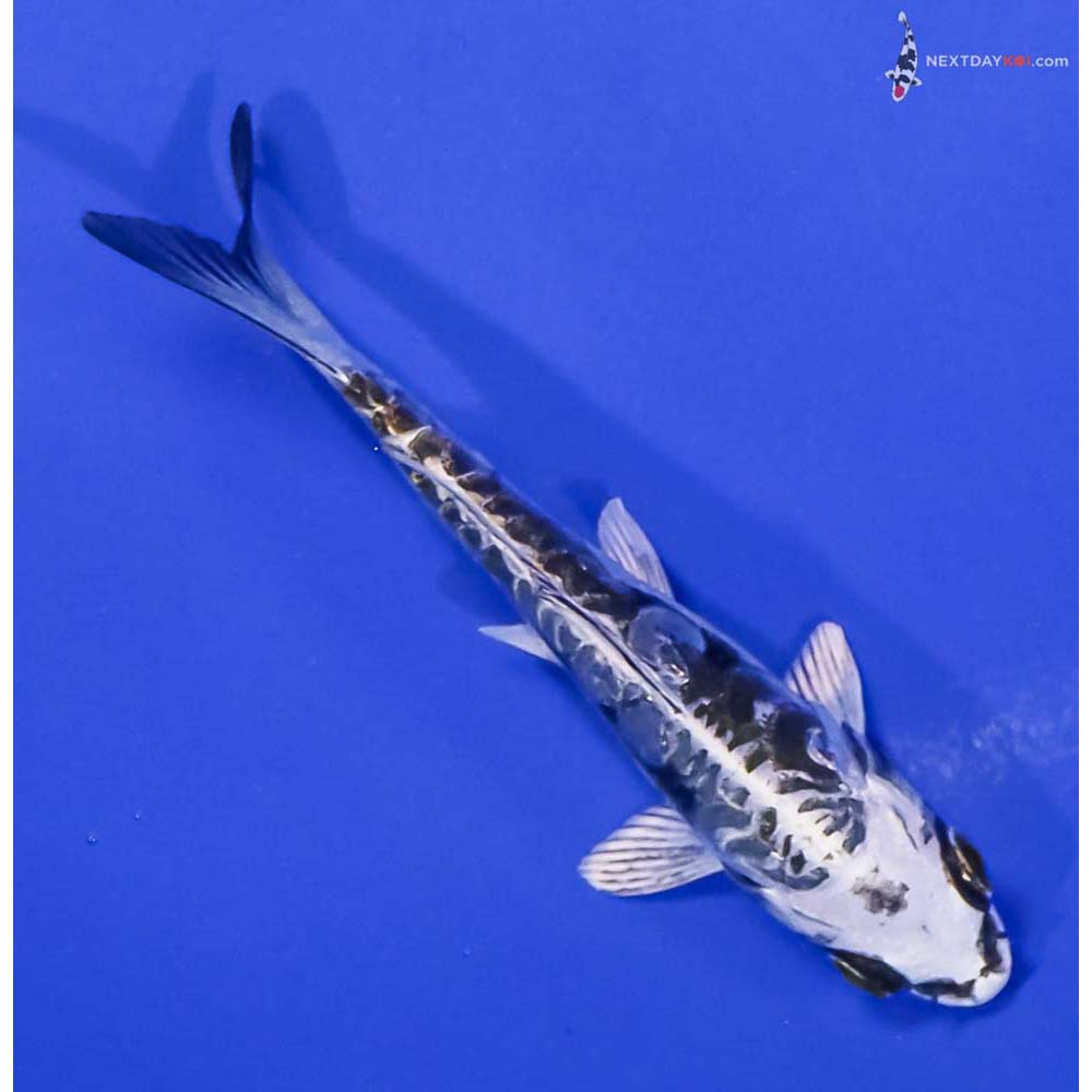 4” Imported Kikokuryu