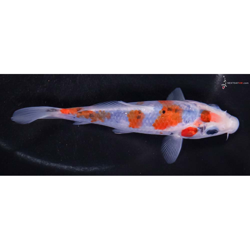 5” Imported Ochiba Shigure