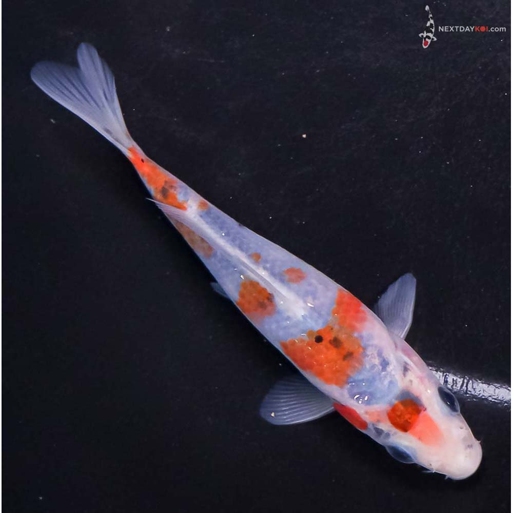 5” Imported Ochiba Shigure