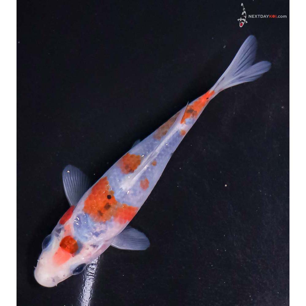 5” Imported Ochiba Shigure