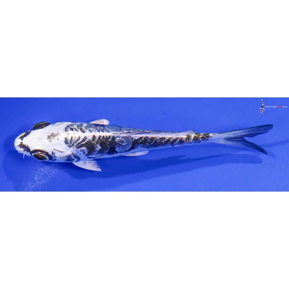 4” Imported Kikokuryu