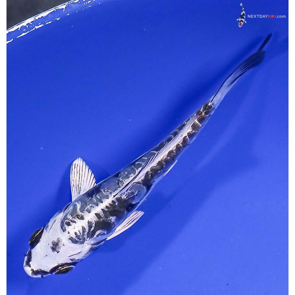 4” Imported Kikokuryu