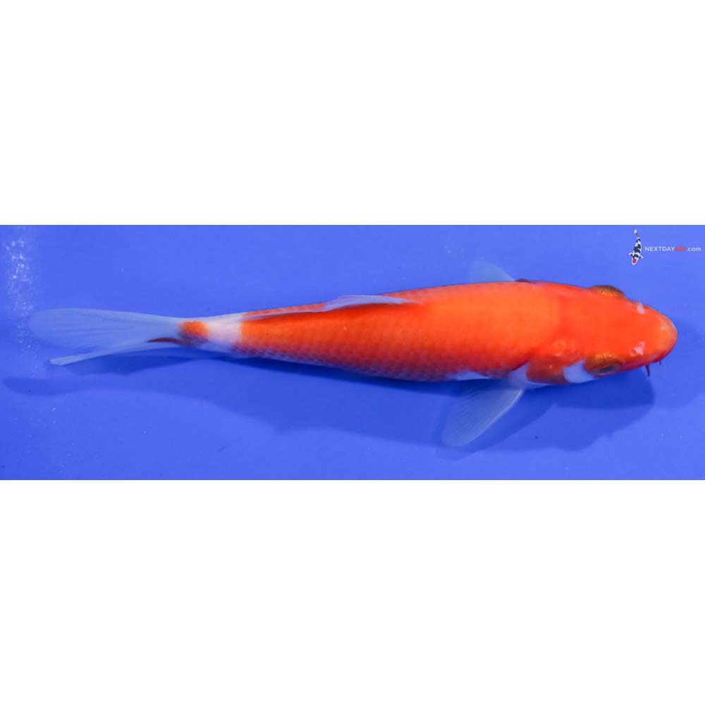 5” Imported Kohaku