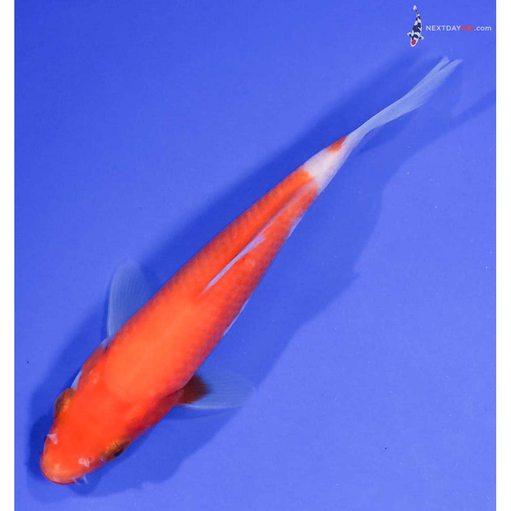 5” Imported Kohaku