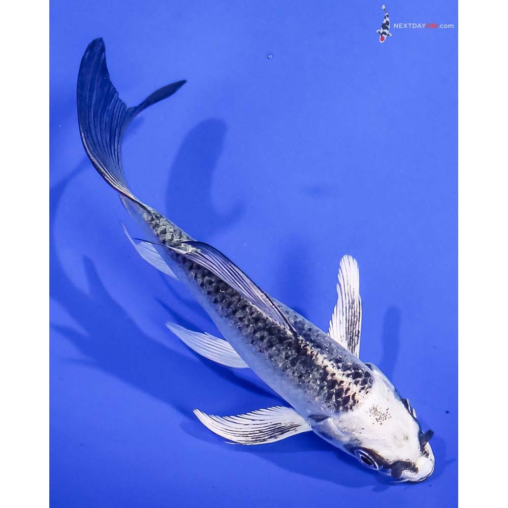 4.5” Imported Gin Matsuba Butterfly Koi