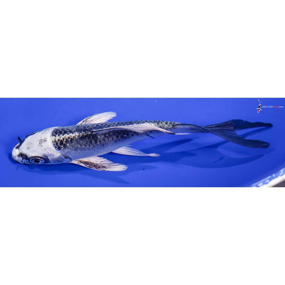 4.5” Imported Gin Matsuba Butterfly Koi