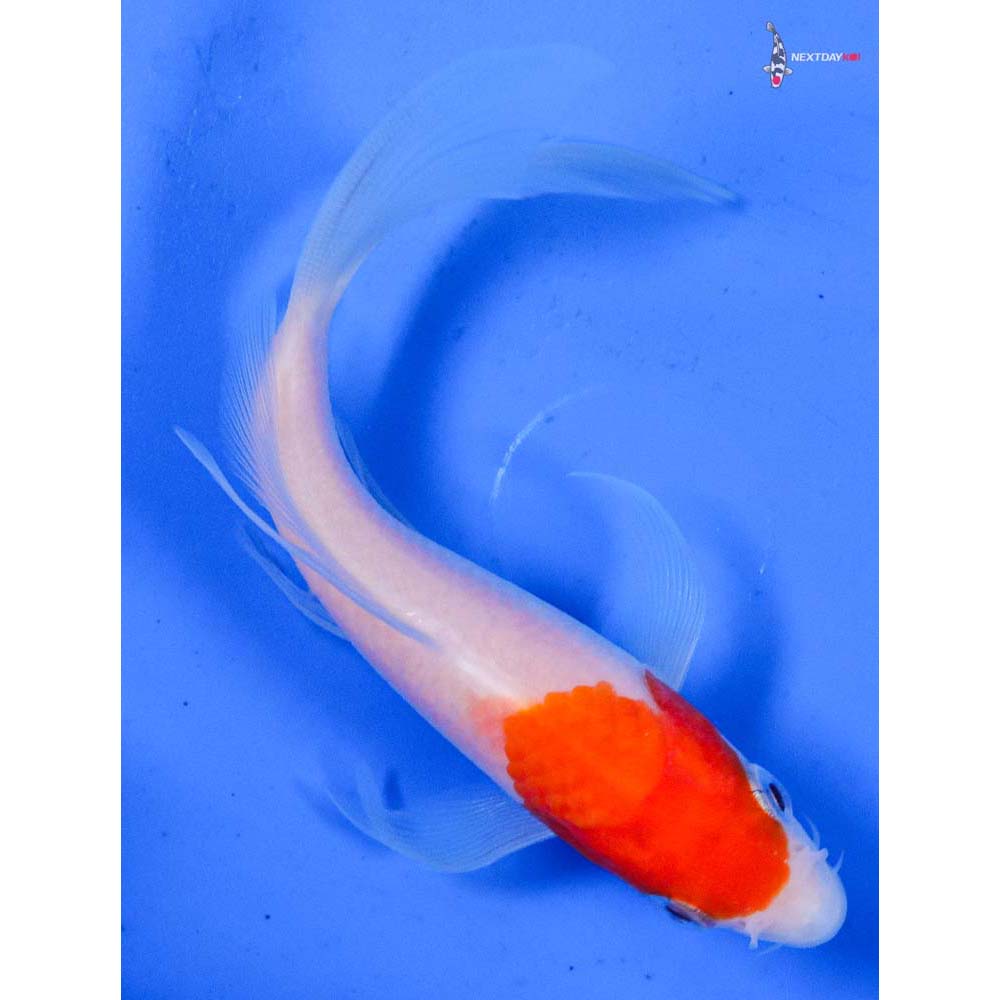 4” Imported Kohaku Butterfly Koi