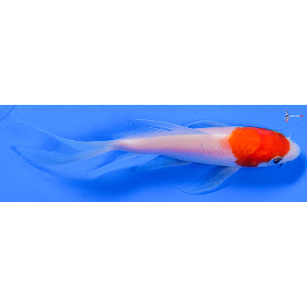 4” Imported Kohaku Butterfly Koi