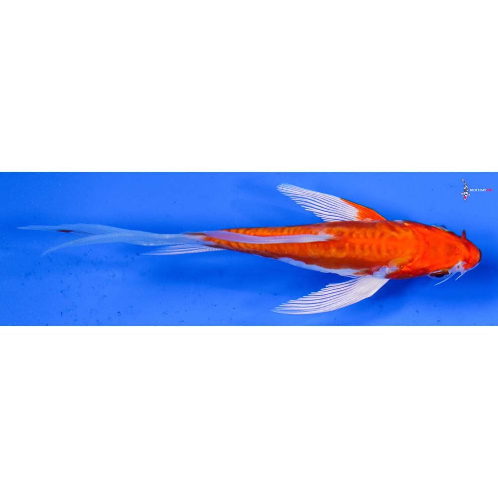 5” Imported Kikusui Butterfly Koi