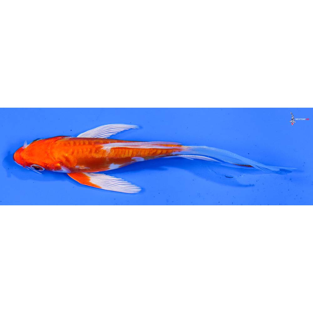 5” Imported Kikusui Butterfly Koi