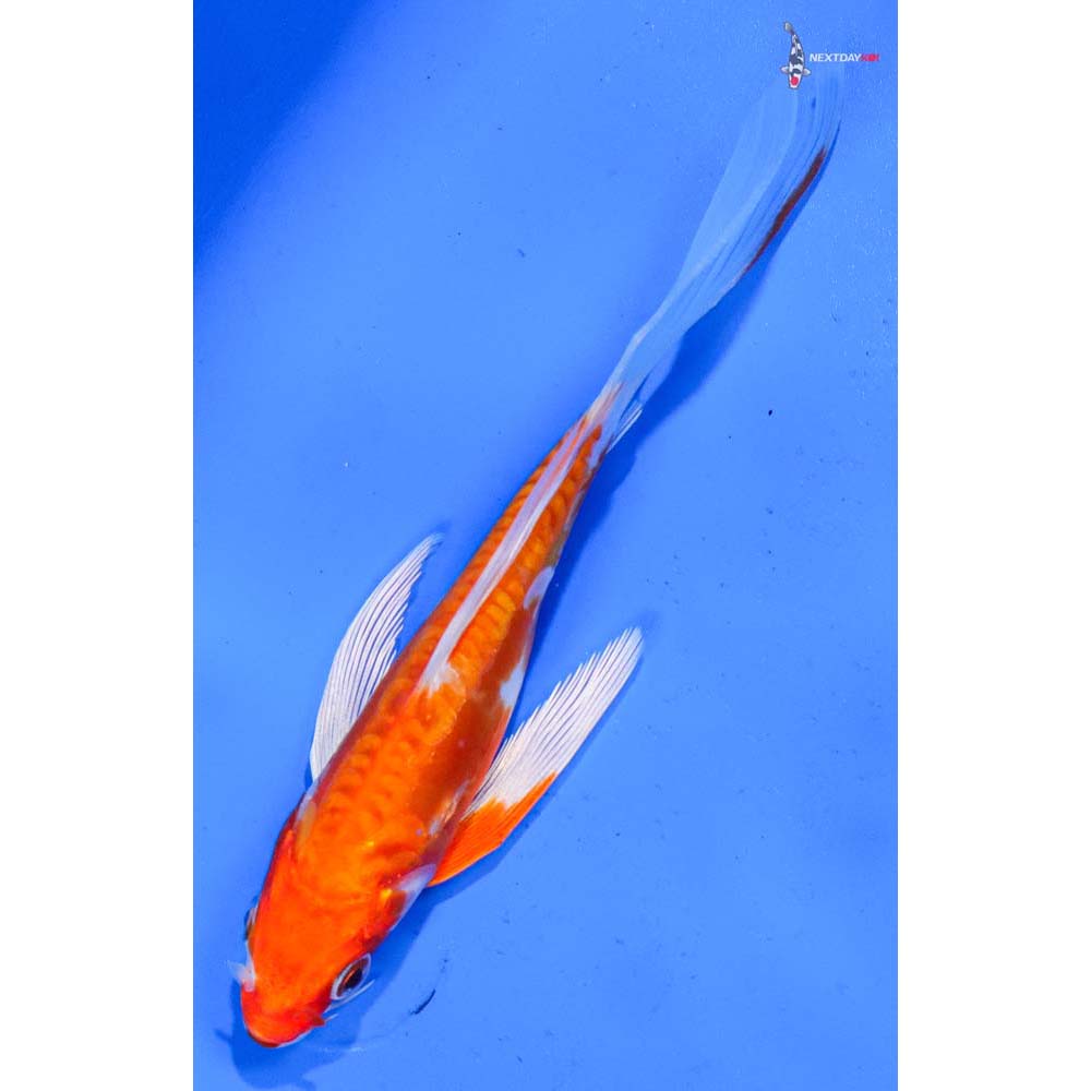 5” Imported Kikusui Butterfly Koi