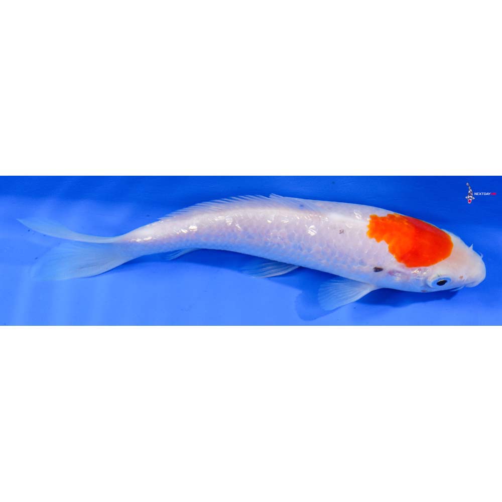 6” Imported Gin Rin Kohaku