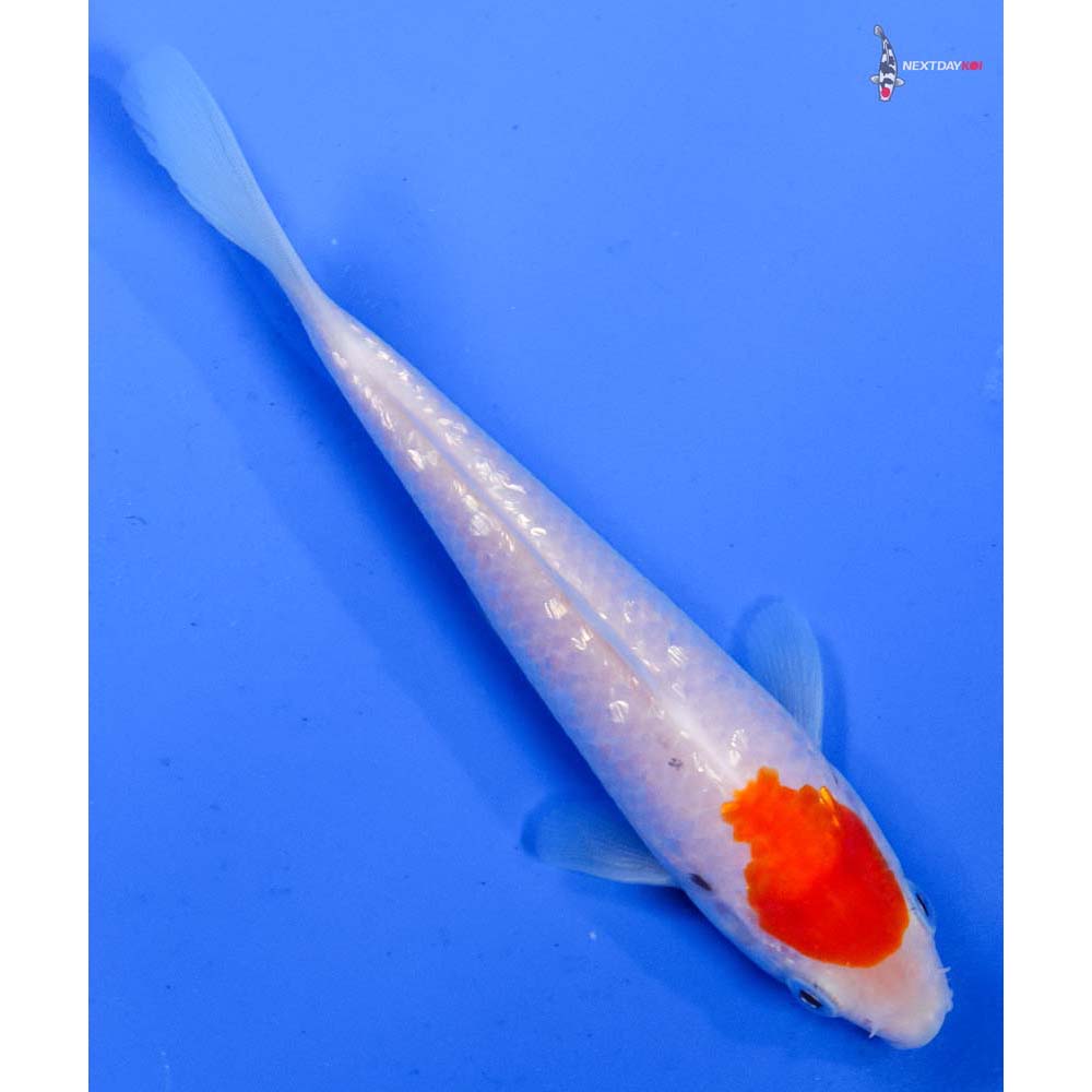 6” Imported Gin Rin Kohaku