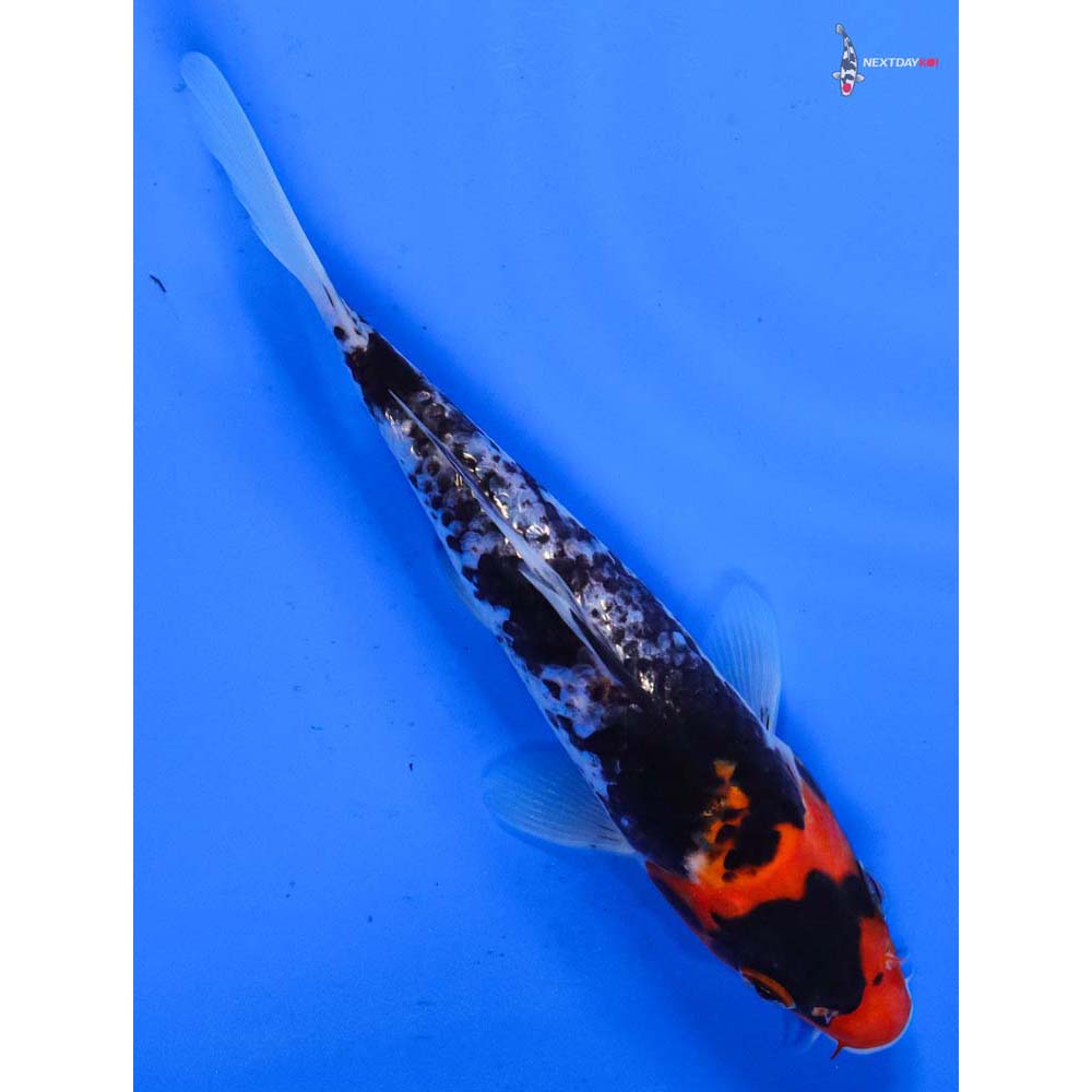 6” Imported Gin Rin Goshiki