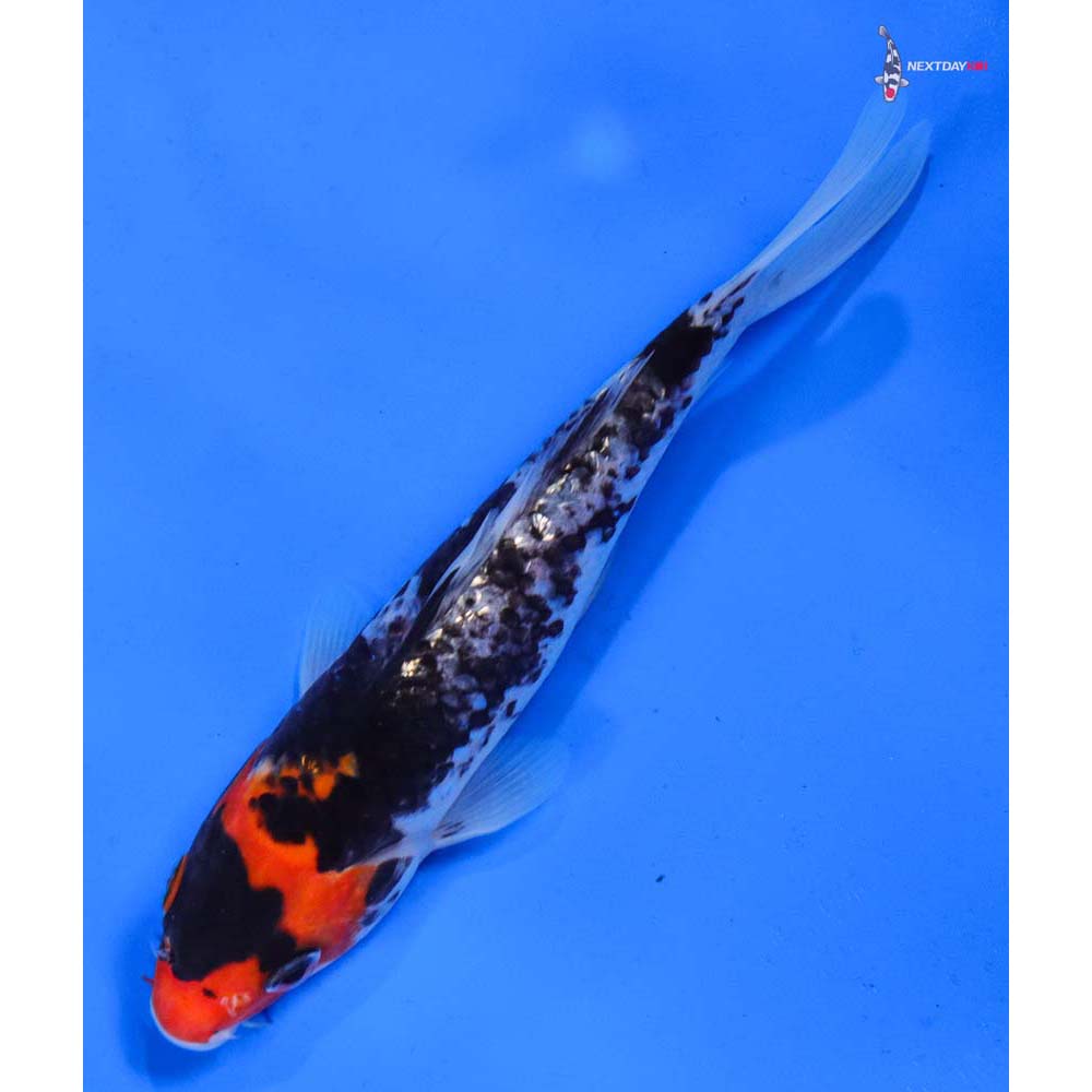 6” Imported Gin Rin Goshiki