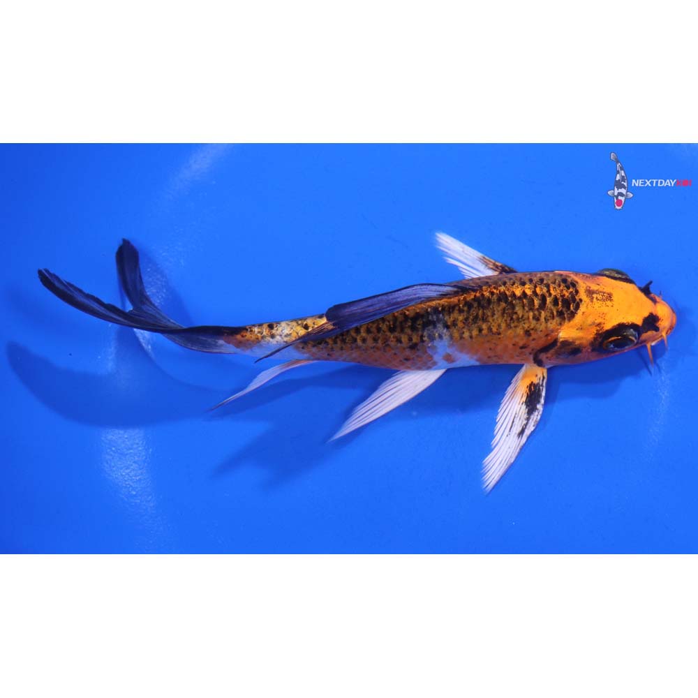5.5” Imported Kujaku Butterfly Koi