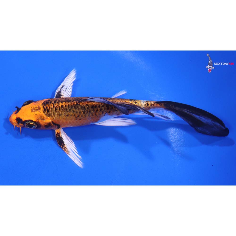 5.5” Imported Kujaku Butterfly Koi
