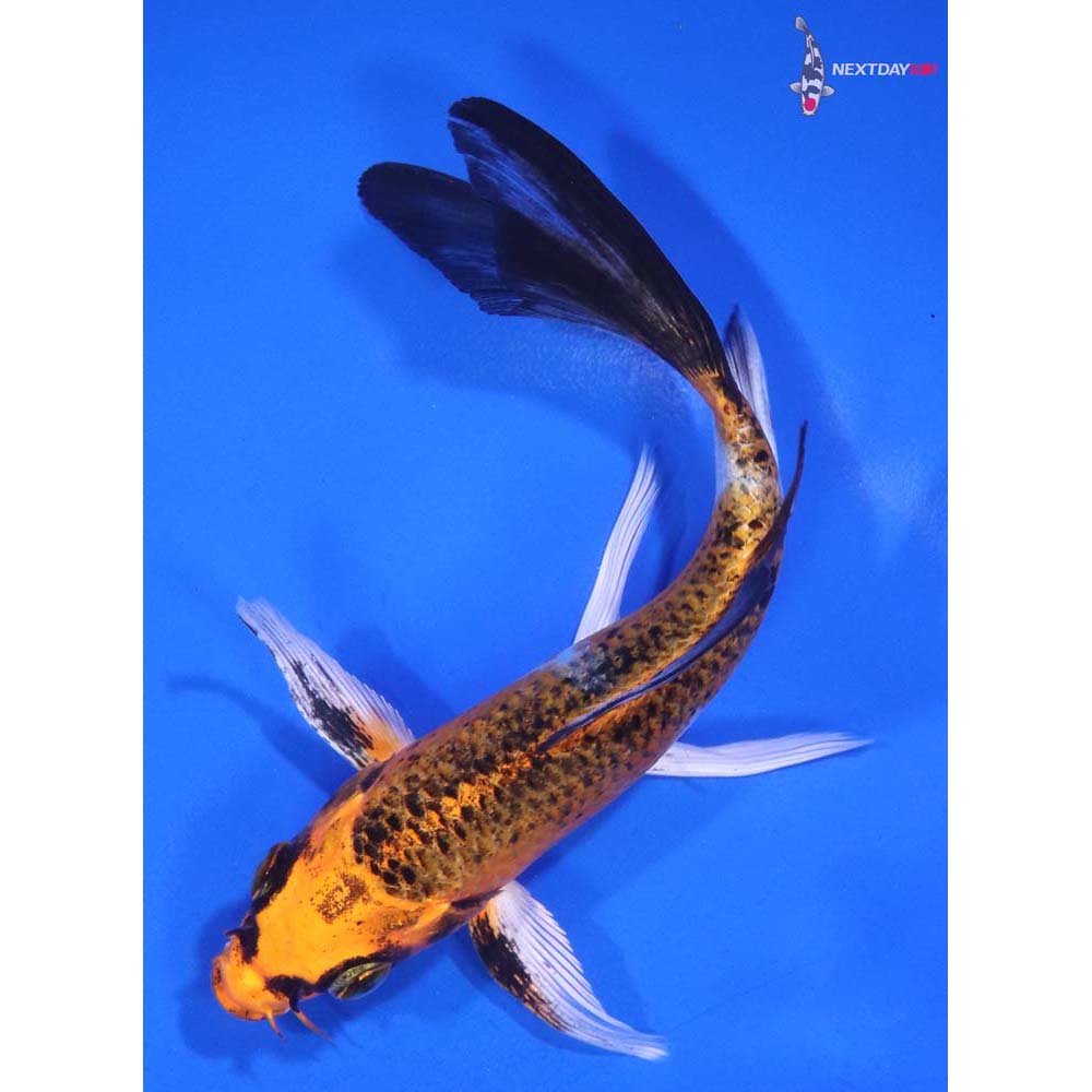 5.5” Imported Kujaku Butterfly Koi