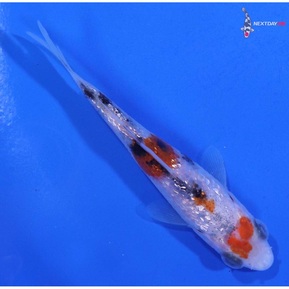 3” Imported Gin Rin Sanke