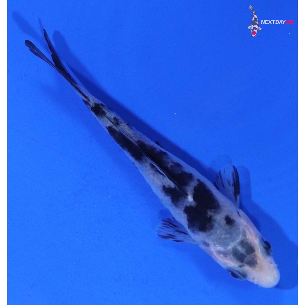 3.5” Imported Shiro Bekko