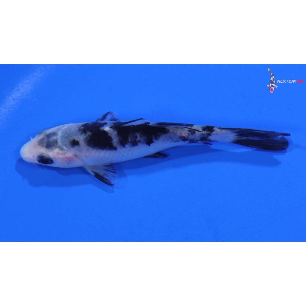 3.5” Imported Shiro Bekko