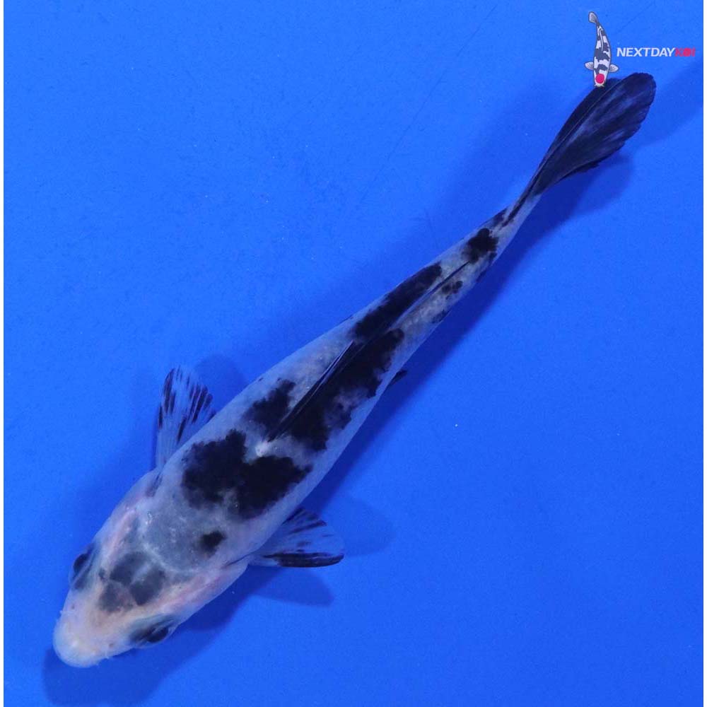 3.5” Imported Shiro Bekko